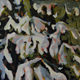 Snow on young pines